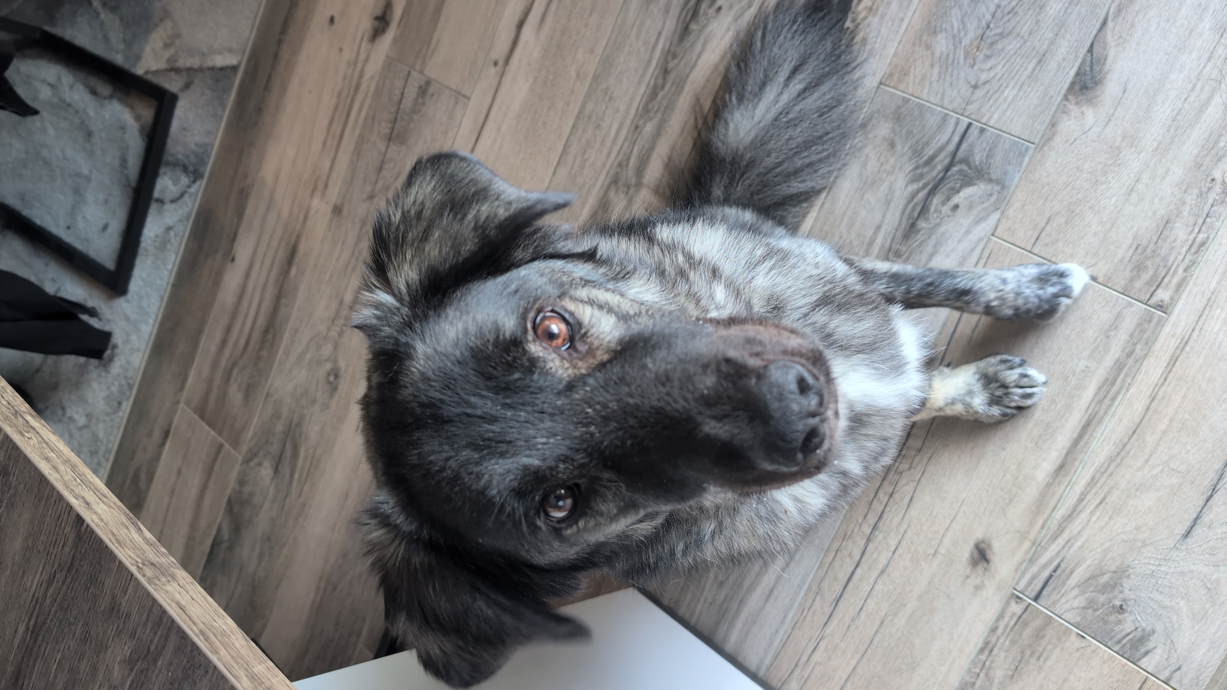 Finja — Wolfshund mit rotem Geschirr, lächelt mit Pfote hoch